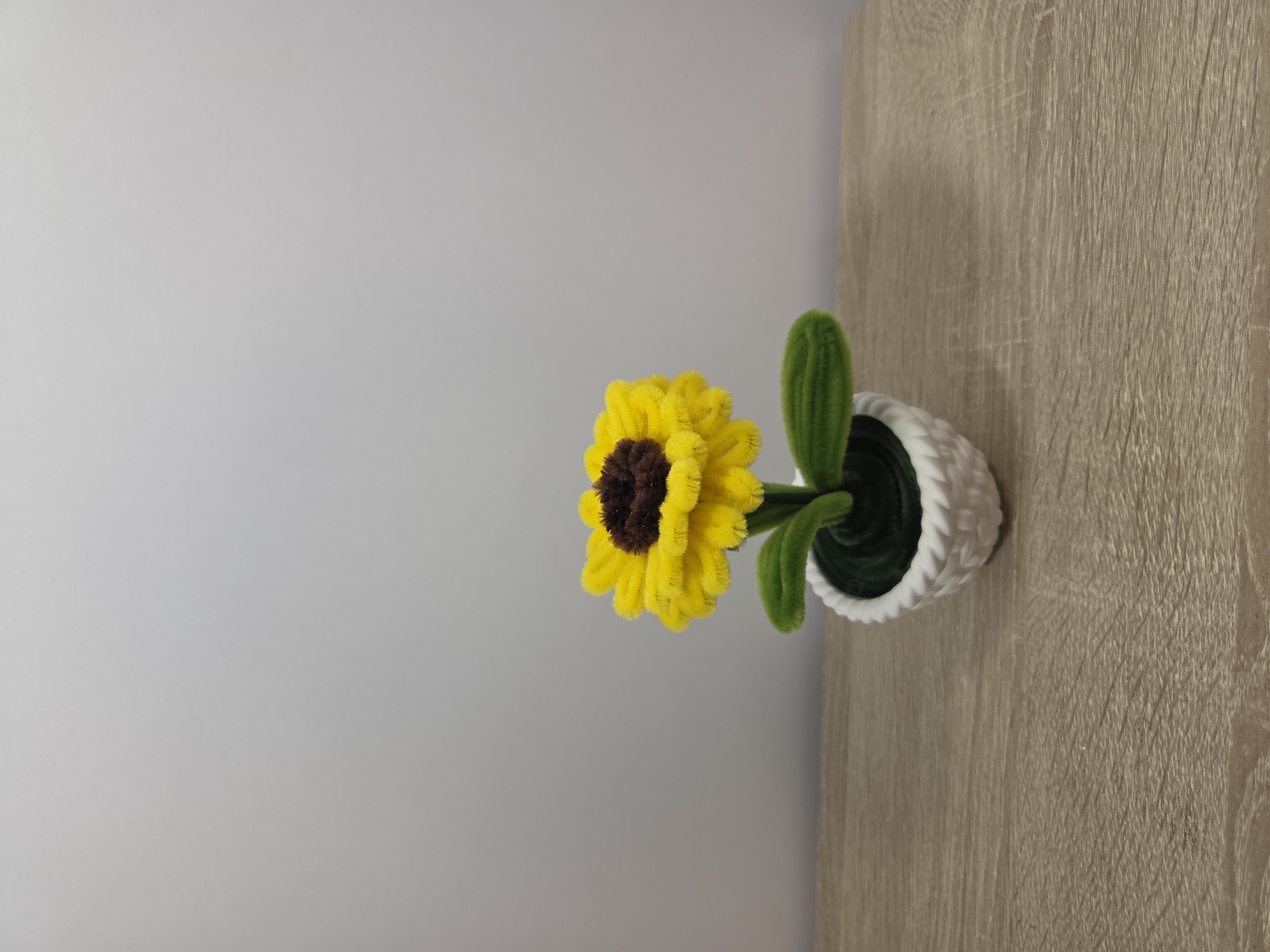 Gerbera v květináčku